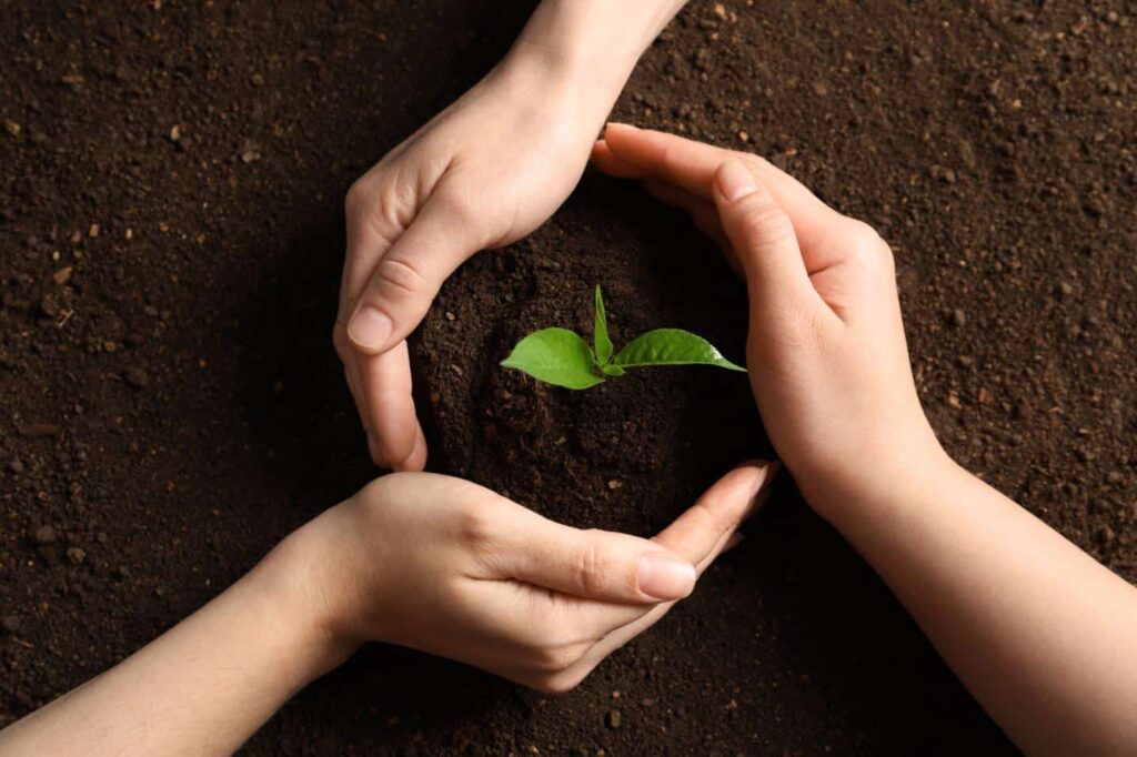 Ce este agricultura ecologică - pâmânt, plantă, mâini