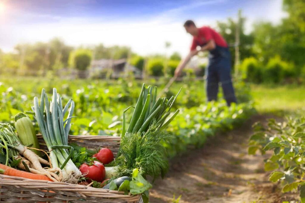 Agricultura ecologică - fermier, legume, coș